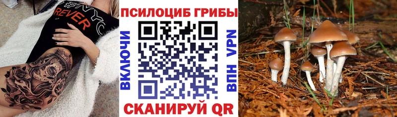 Купить где Уяр Псилоцибиновые грибы Psilocybe